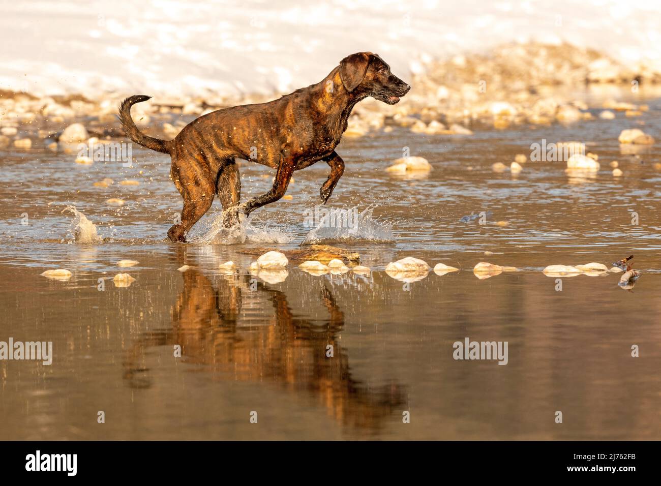 Hanover Hound Emma springt im Winterschnee durch das seichte Wasser eines Baches Stockfoto