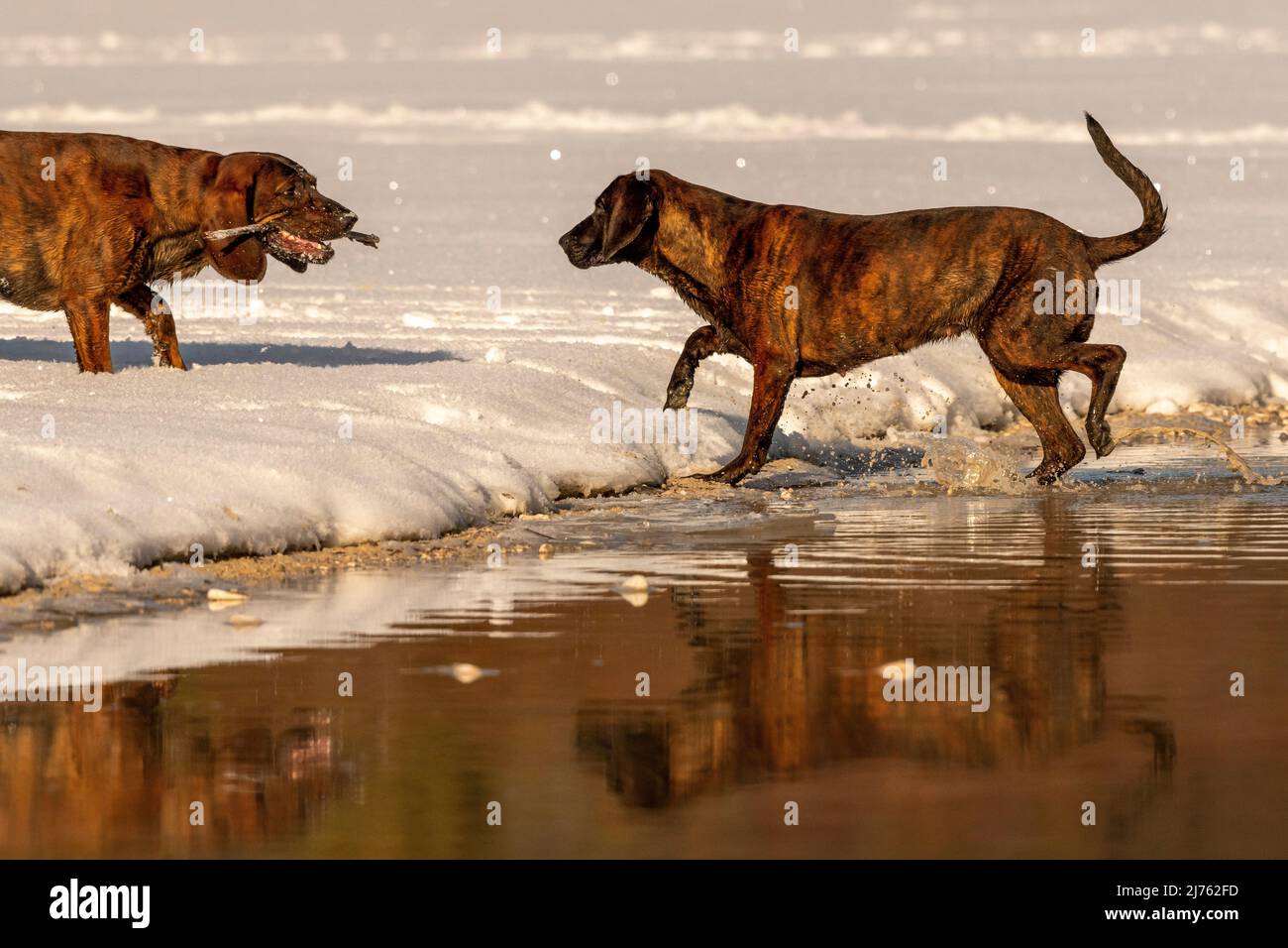 Ein Paar Hannoveraner Schweißhunde, Rüpel und Emma, am schneebedeckten Ufer eines flachen Baches, spielen mit einem Stock. Stockfoto