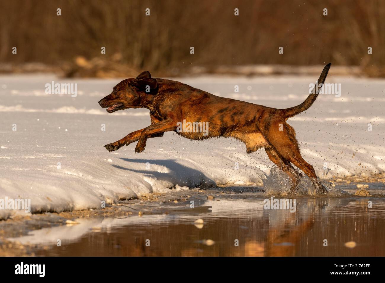 Der Rüpel, ein Hannoverscher Schweißhund, läuft und springt im Winter an einem kleinen Bergbach durch seichtes Wasser. Im Hintergrund teilweise weißer Schnee. Stockfoto