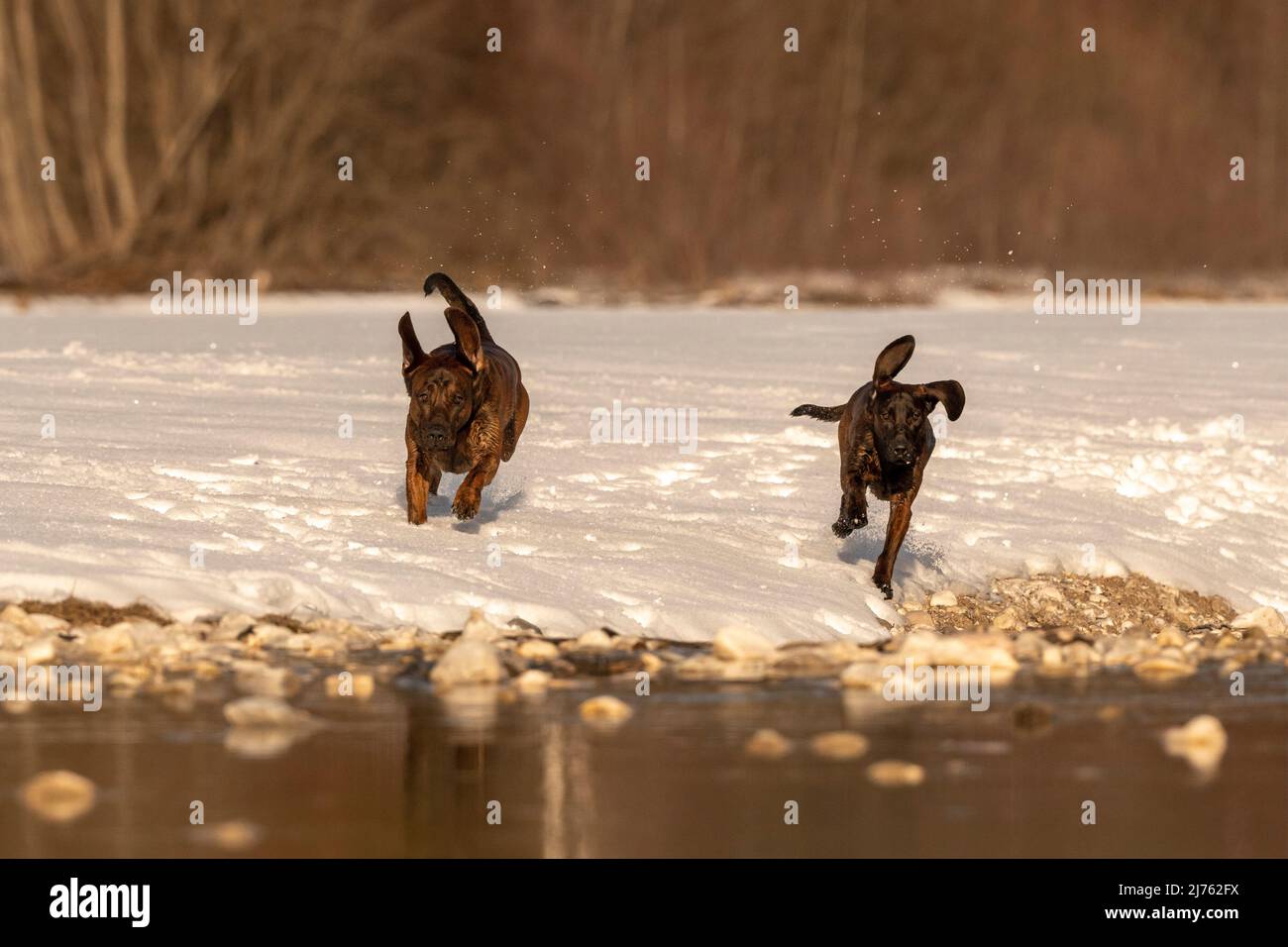 Zwei hannoversche Schweißhunde, Emma und Rüpel, laufen durch den Schnee Stockfoto