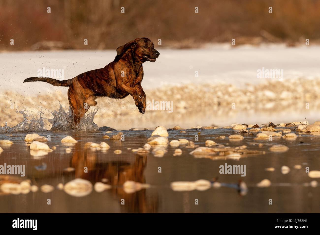 Der Rüpel, ein Hannoverscher Schweißhund, läuft und springt im Winter an einem kleinen Bergbach durch seichtes Wasser. Im Hintergrund teilweise weißer Schnee. Stockfoto