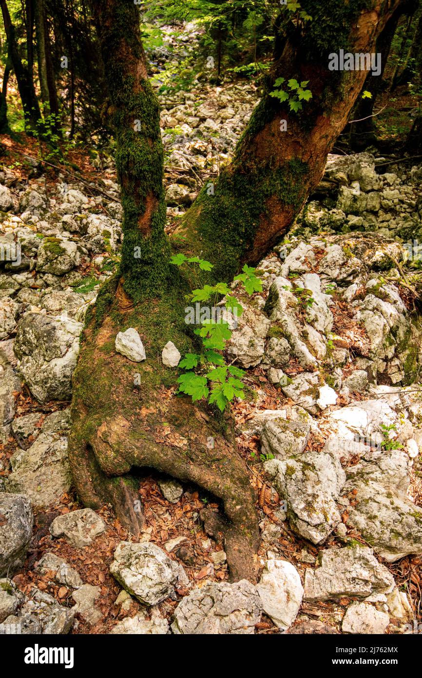 Ein Baumgesicht mit Augen aus Stein am Fuße eines alten Ahornbaums in den Alpen Stockfoto