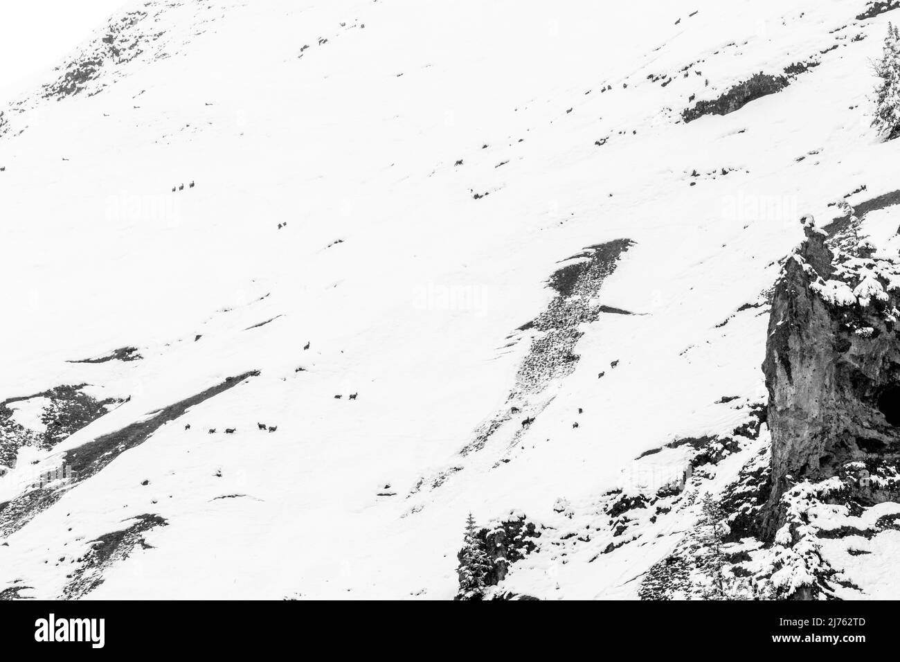 Ein vereinzeltes Gämsenrudel mit jungen im Tiefschnee auf den Hängen des Gamsjoch im Winter, oberhalb des Großen Ahornbodens im Karwendel, Tirol in den österreichischen Alpen. Stockfoto