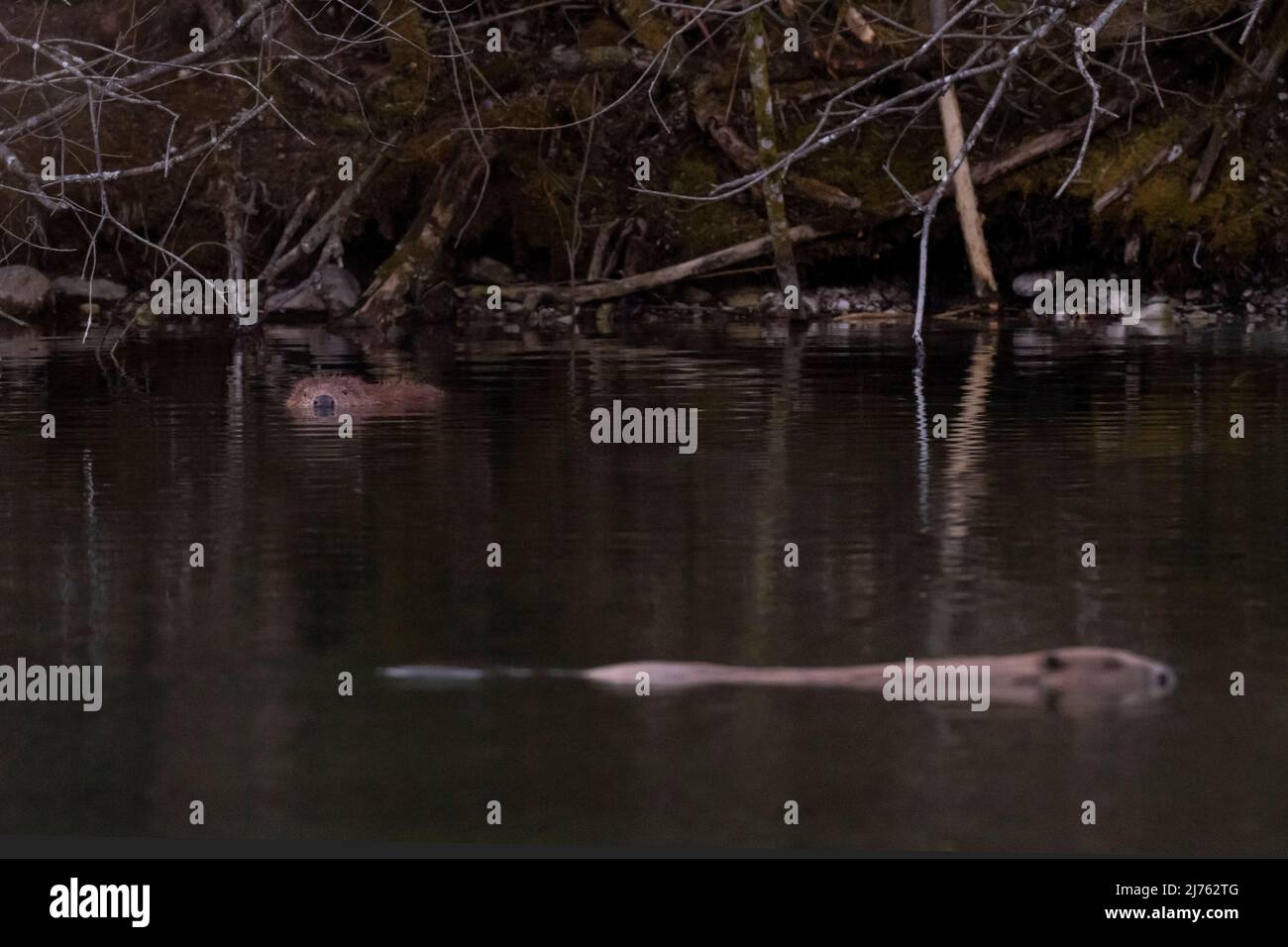 Zwei Biber an der Isar Stockfoto