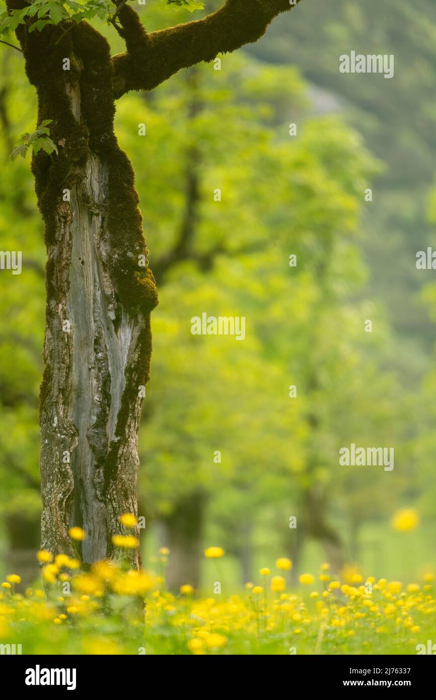 Gelbe Blüten und der Stamm eines alten Ahornbaums dominieren das Bild am Großen Ahornboden im Naturpark Karwendel in Tirol, Österreich Stockfoto