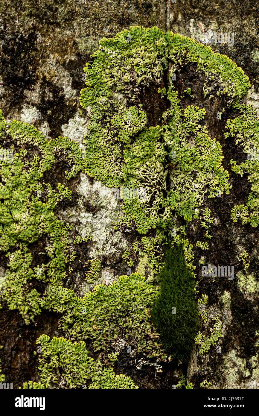 Grünes Moos und Flechten auf einem alten Baumstamm im Karwendelgebirge Stockfoto