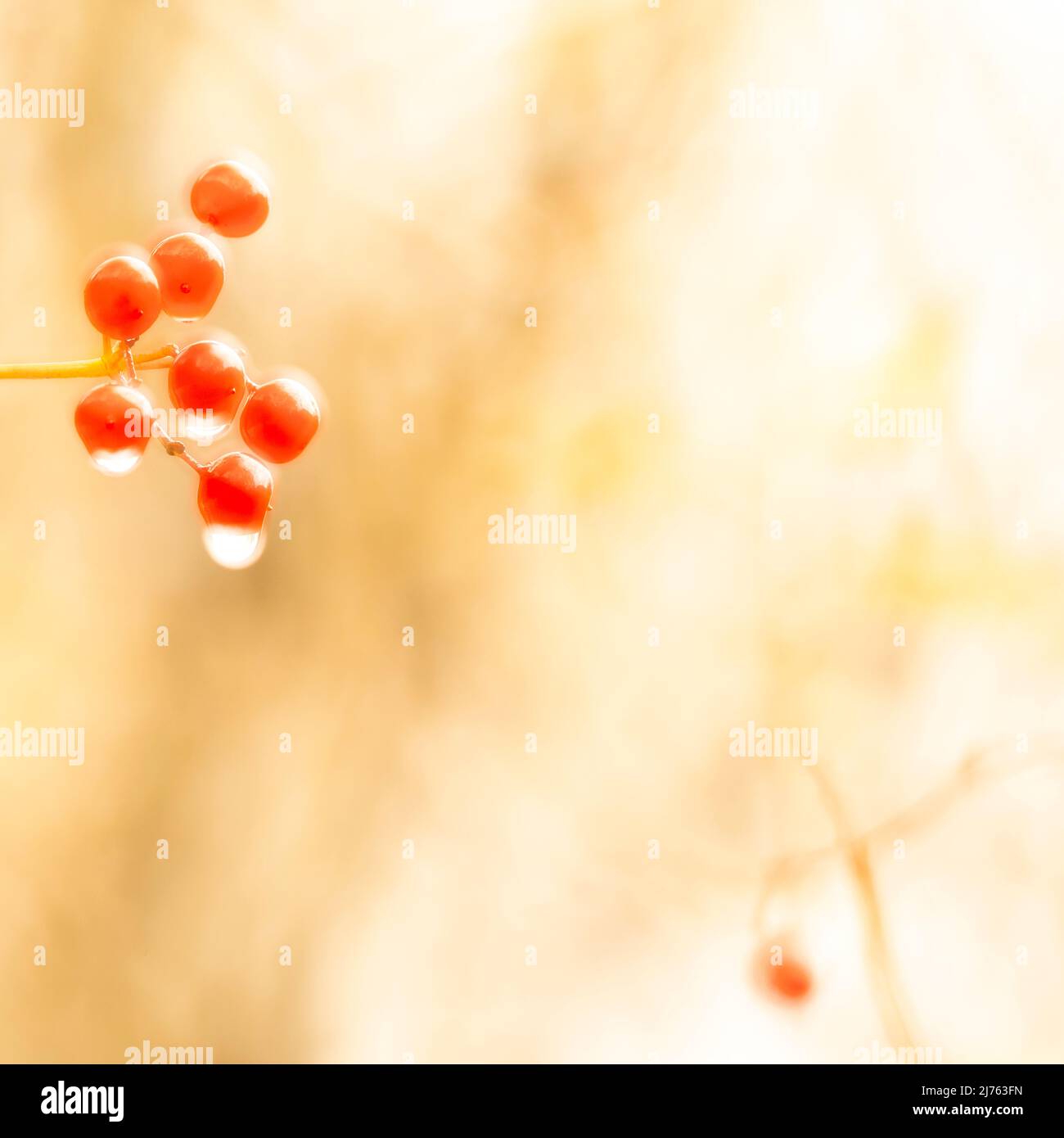 Rote Beere, Frucht einer roten, fruchtigen Zaunrübe (Bryonia dioica), teilweise mit Regentropfen im Regen und mit im Hintergrund verschwommenen Weidenblättern Stockfoto