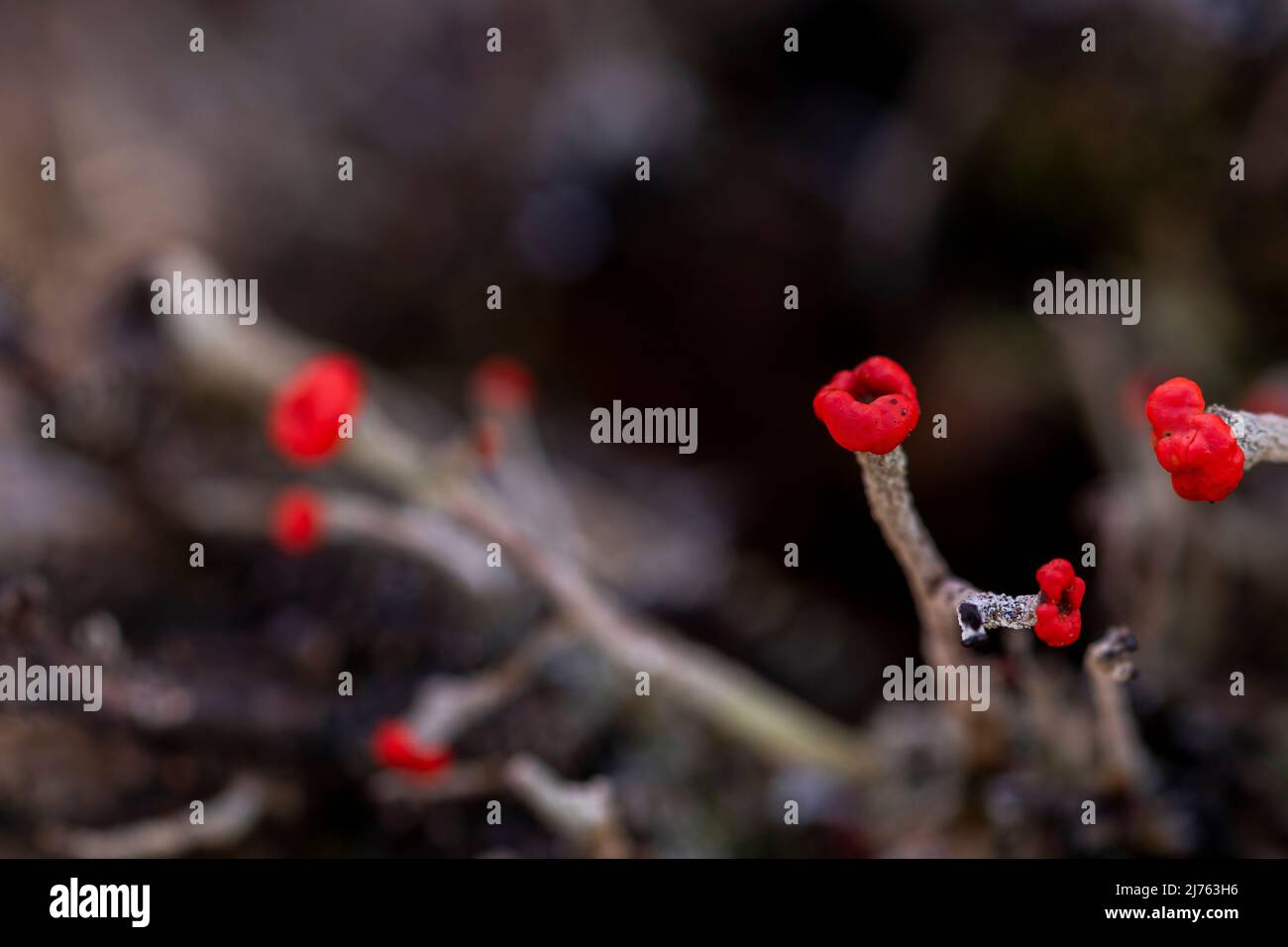 Die winzigen Becherflechten der Algen-Pilz-Symbiose von Cladonia macilenta auf Totholz im Karwendelgebirge Stockfoto