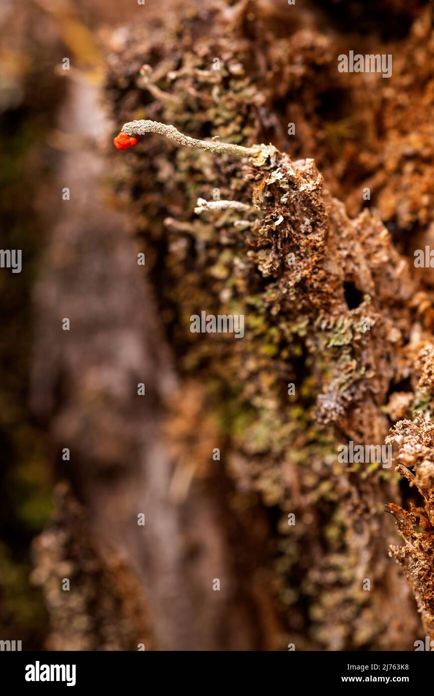 Die winzigen Becherflechten der Algen-Pilz-Symbiose von Cladonia macilenta auf Totholz im Karwendelgebirge Stockfoto