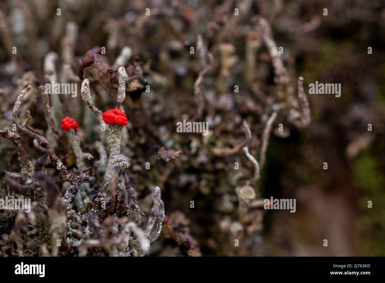 Die winzigen Becherflechten der Algen-Pilz-Symbiose von Cladonia macilenta auf Totholz im Karwendelgebirge Stockfoto
