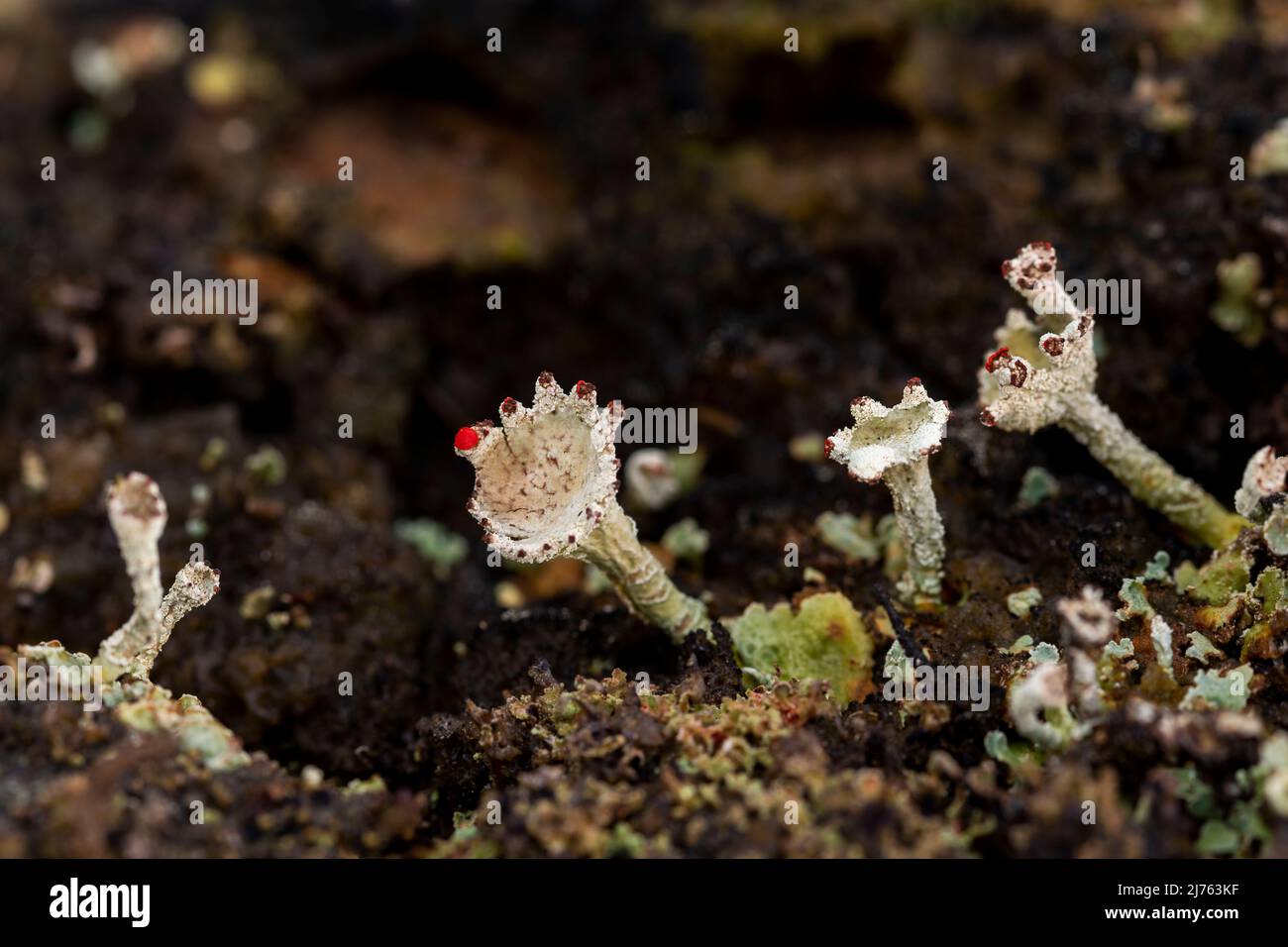 Die winzigen Becherflechten der Algen-Pilz-Symbiose von Cladonia macilenta auf Totholz im Karwendelgebirge Stockfoto