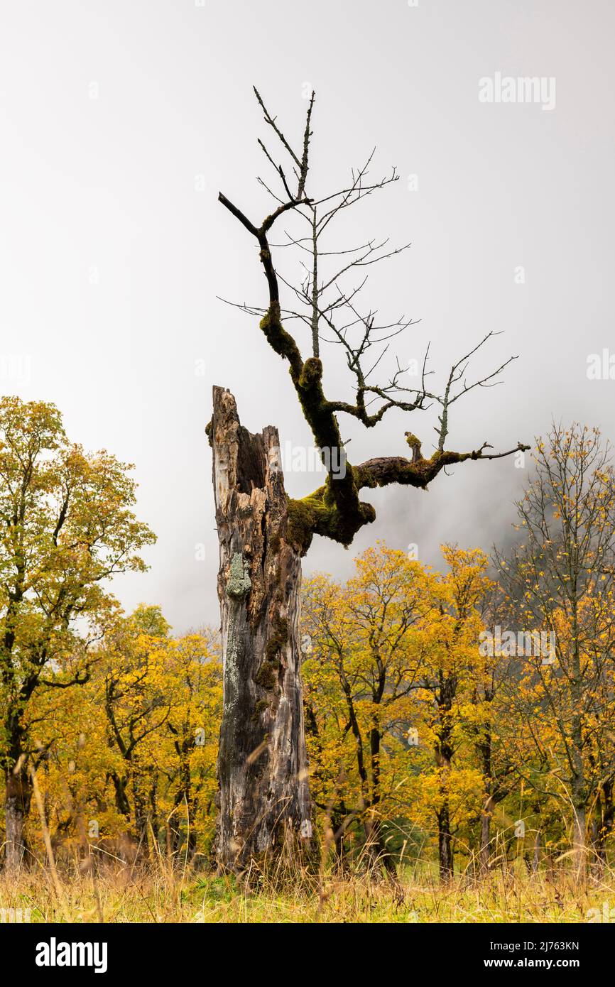 Ein alter, toter Ahornbaum streckt seine Äste im Herbst in den wolkigen Himmel. Die anderen Bäume leuchten in leuchtenden Farben, großer Ahornboden in Karwendel, Österreich. Stockfoto
