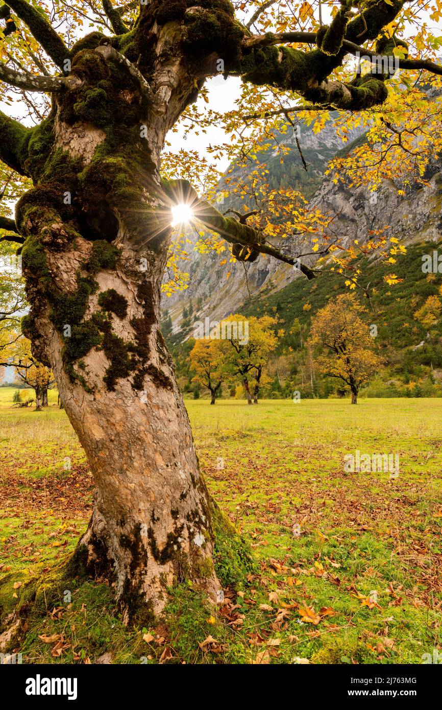 Die Sonne bildet im Herbst am Stamm eines alten Ahornbaums am Großen Ahornboden in Karwendel einen Stern. Das Laub leuchtet bunt, im Hintergrund mehr Ahornbäume. Stockfoto