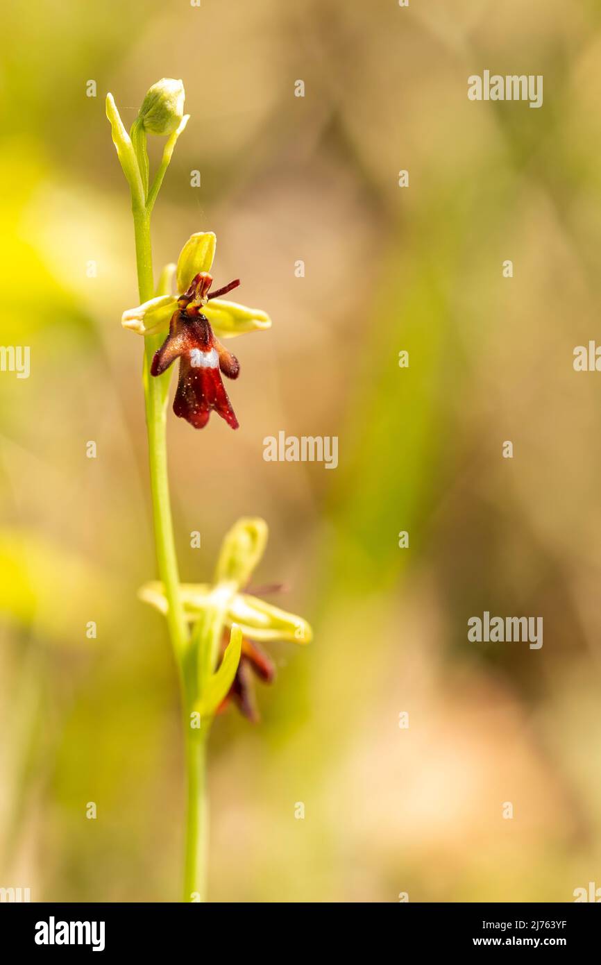 Fliegen Sie eine agarische Blüte im Karwendel, wie kleine Männer an einer Schnur aufgereiht, hängen die Blütenstände der einheimischen Orchidee im Frühsommer im Grün einer alpinen Wiese im Karwendel. Stockfoto