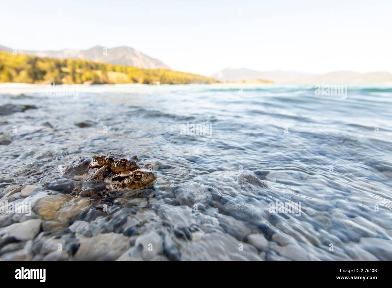 Ein Paar Kröte (Weibchen ist größer/niedriger) am Walchensee in den bayerischen Alpen an einem Kiesstrand unter blauem Himmel, der im Frühjahr mit dem Anschwellen des Sees zu kämpfen hat. Stockfoto