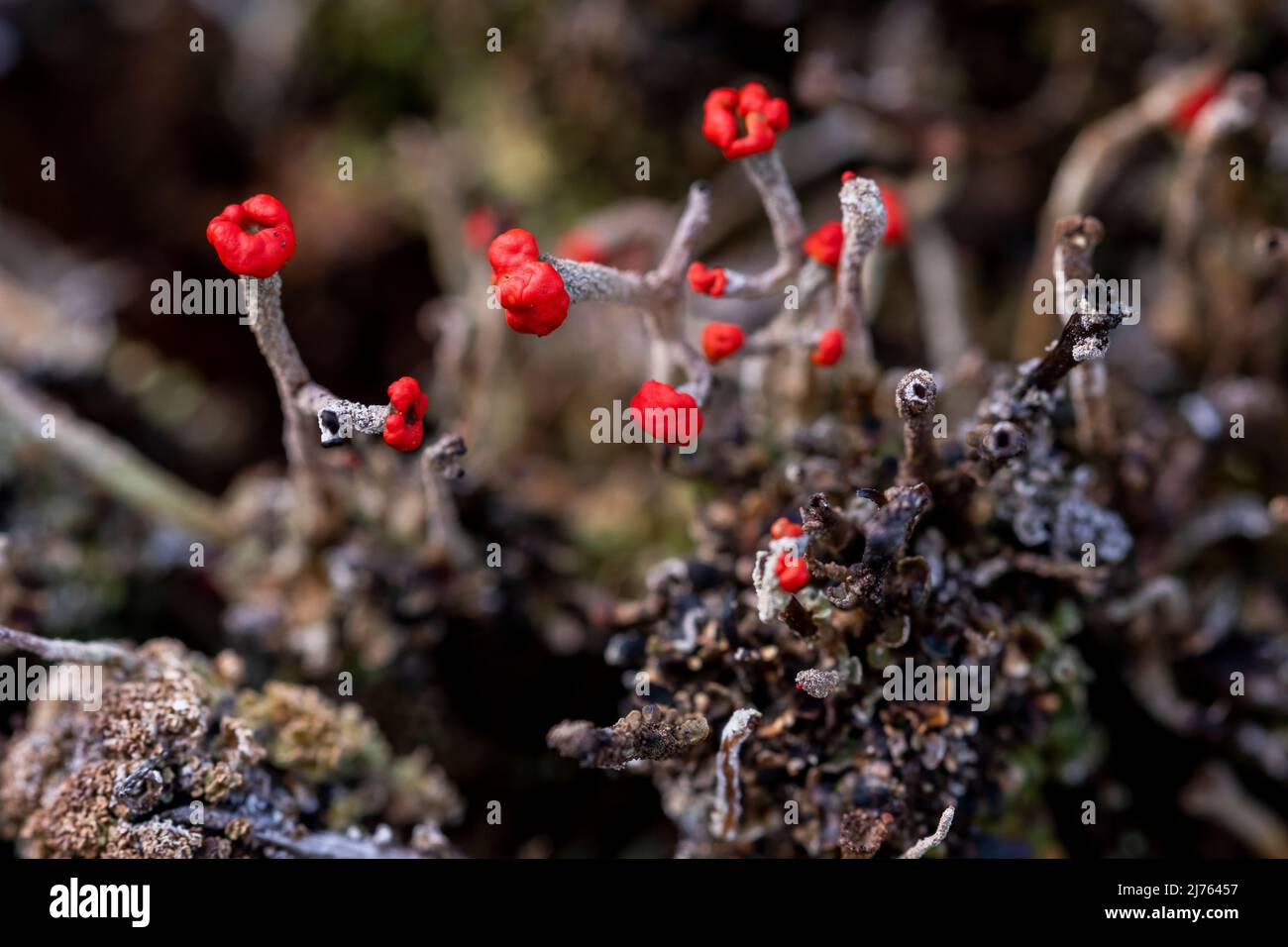 Symbiose Von Pilz Und Algen www.alamy.de