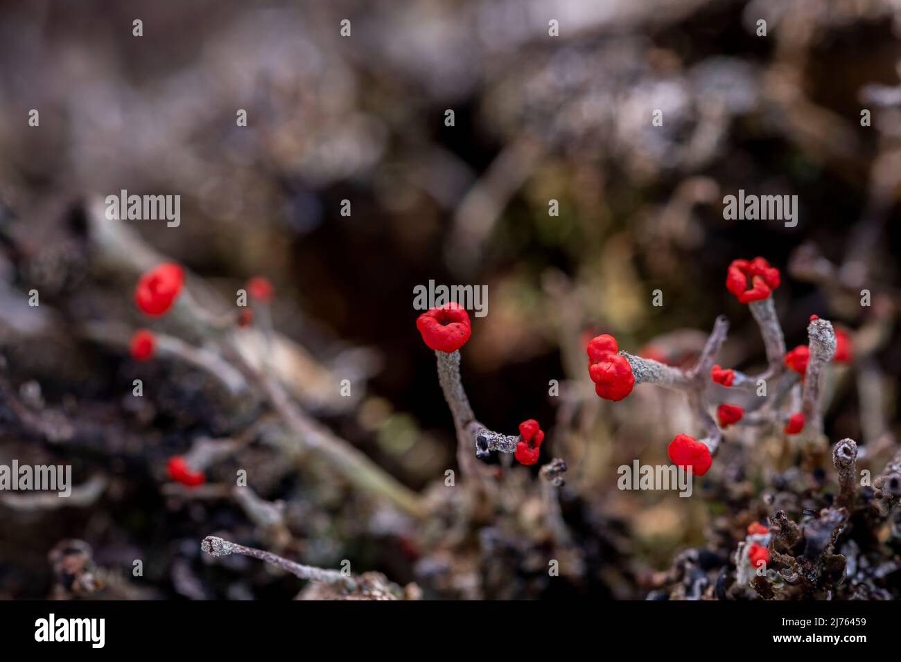 Die winzigen Becherflechten der Algen-Pilz-Symbiose von Cladonia macilenta auf Totholz im Karwendelgebirge Stockfoto