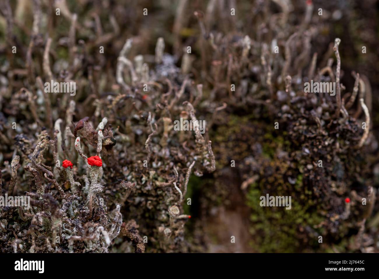 Die winzigen Becherflechten der Algen-Pilz-Symbiose von Cladonia macilenta auf Totholz im Karwendelgebirge Stockfoto