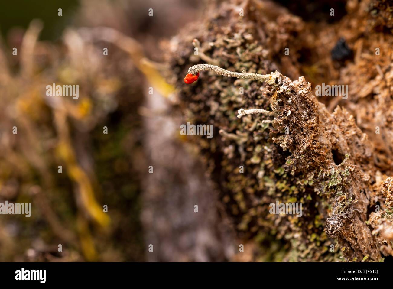 Die winzigen Becherflechten der Algen-Pilz-Symbiose von Cladonia macilenta auf Totholz im Karwendelgebirge Stockfoto