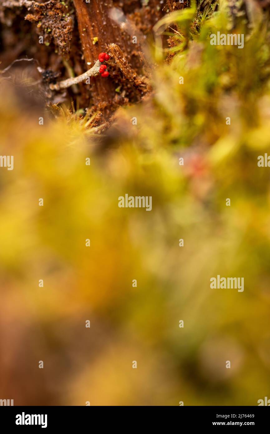 Die winzigen Becherflechten der Algen-Pilz-Symbiose von Cladonia macilenta auf Totholz im Karwendelgebirge Stockfoto