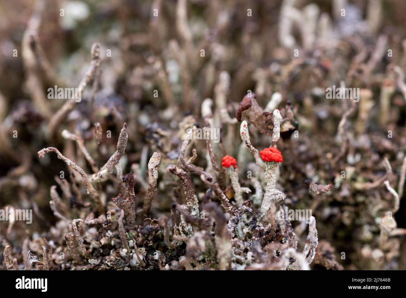 Die winzigen Becherflechten der Algen-Pilz-Symbiose von Cladonia macilenta auf Totholz im Karwendelgebirge Stockfoto