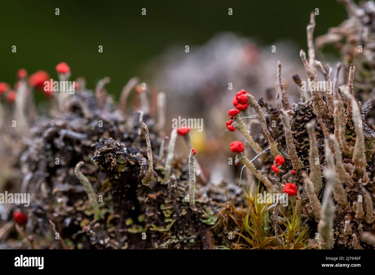 Die winzigen Becherflechten der Algen-Pilz-Symbiose von Cladonia macilenta auf Totholz im Karwendelgebirge Stockfoto