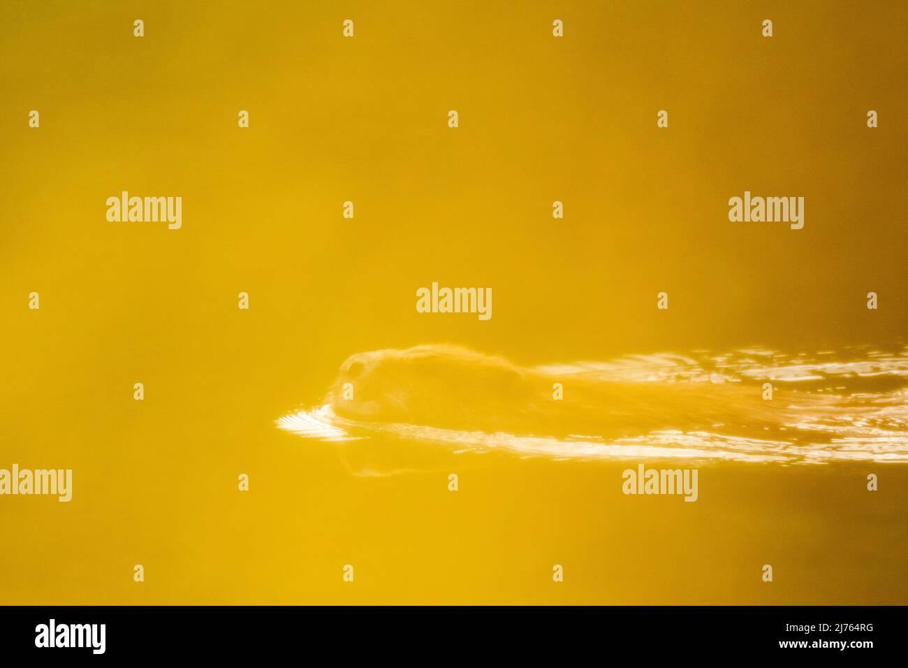 Ein ausgewachsener Biber, der durch goldenes Laub fotografiert wurde Stockfoto