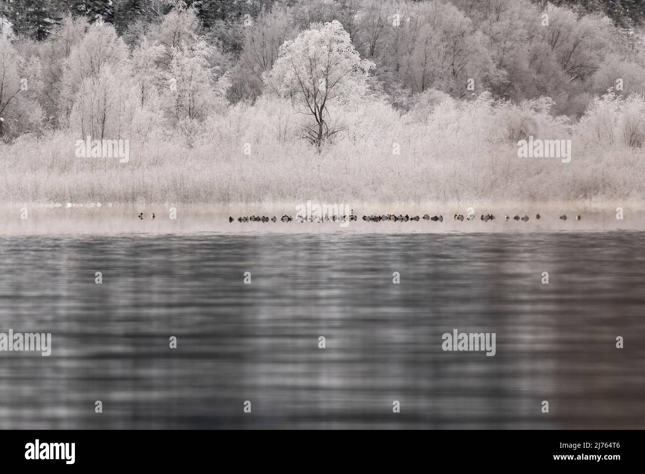 Im Uferbereich des Sylvensteinspeichersee, einem großen Gewässer im Karwendel und den bayerischen Voralpen, schwimmen eine Gruppe von pochardigen Enten. Die Bäume und Sträucher im Hintergrund sind mit Reif bedeckt. Stockfoto