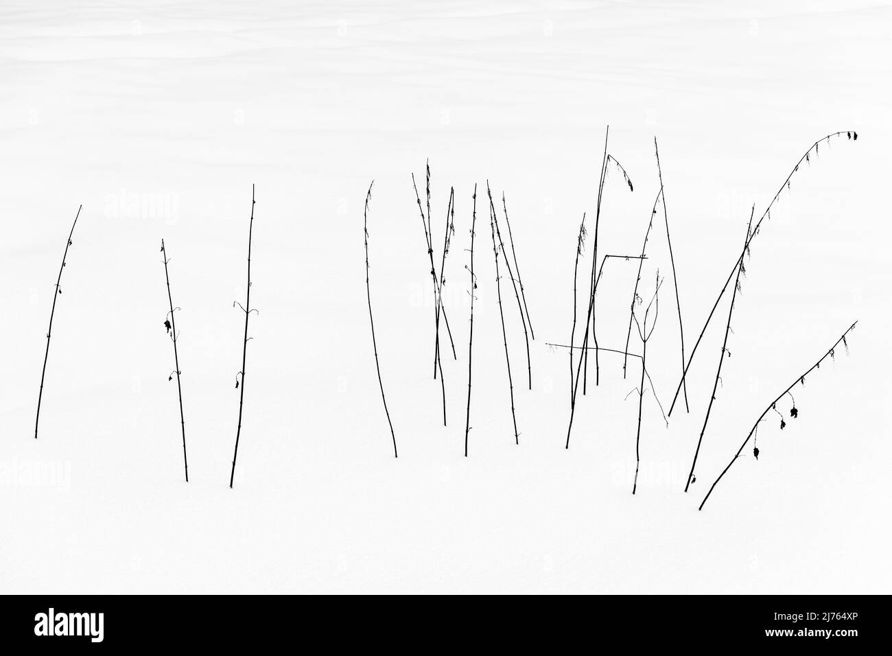 Eine Gruppe von Brennnesseln stielte im Weiß des Schnees in Schwarz und Weiß. Stockfoto