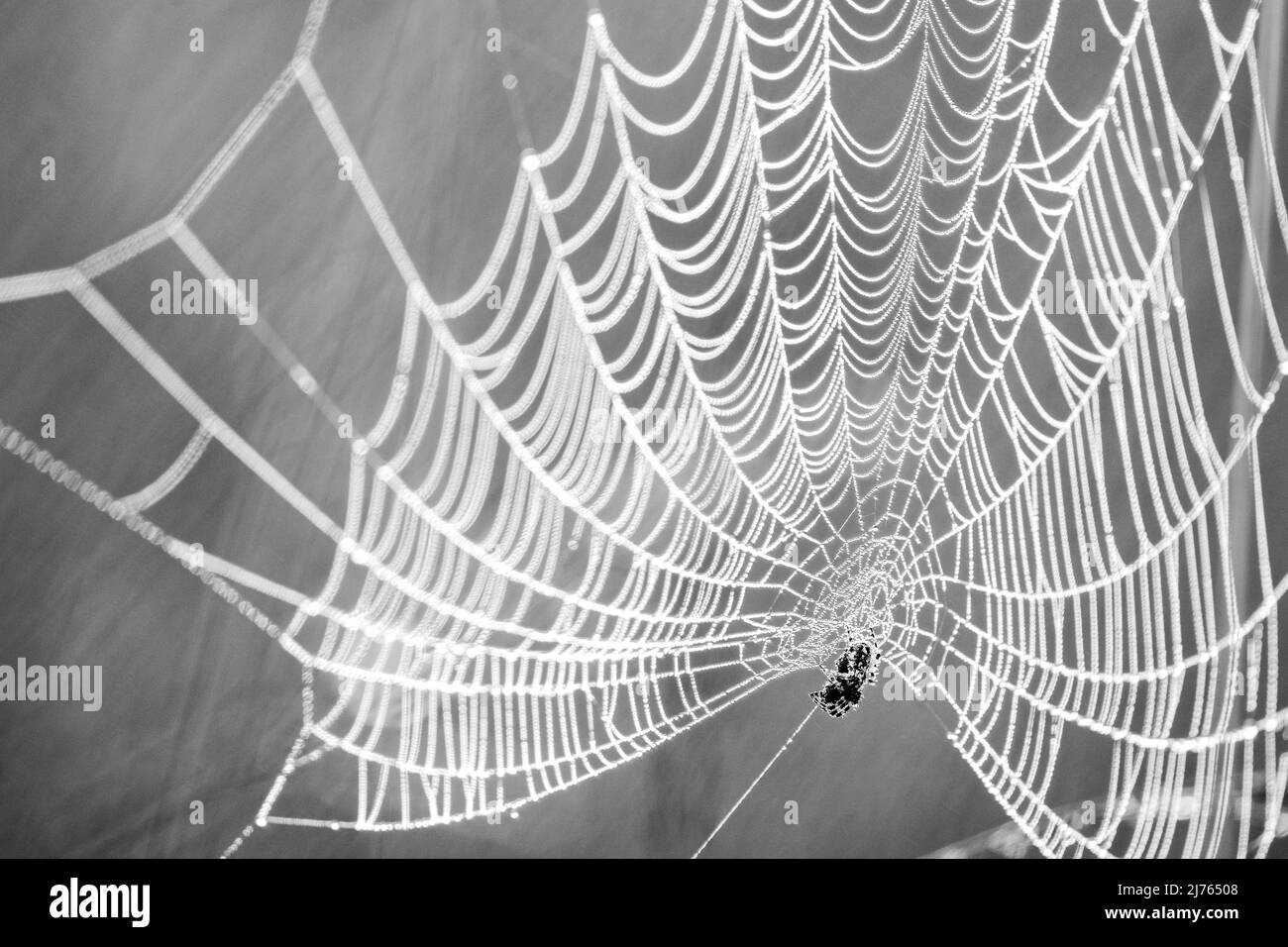 Spinnennetz mit Tautropfen an einem kalten Herbstmorgen im Isarauen, Karwendel Stockfoto