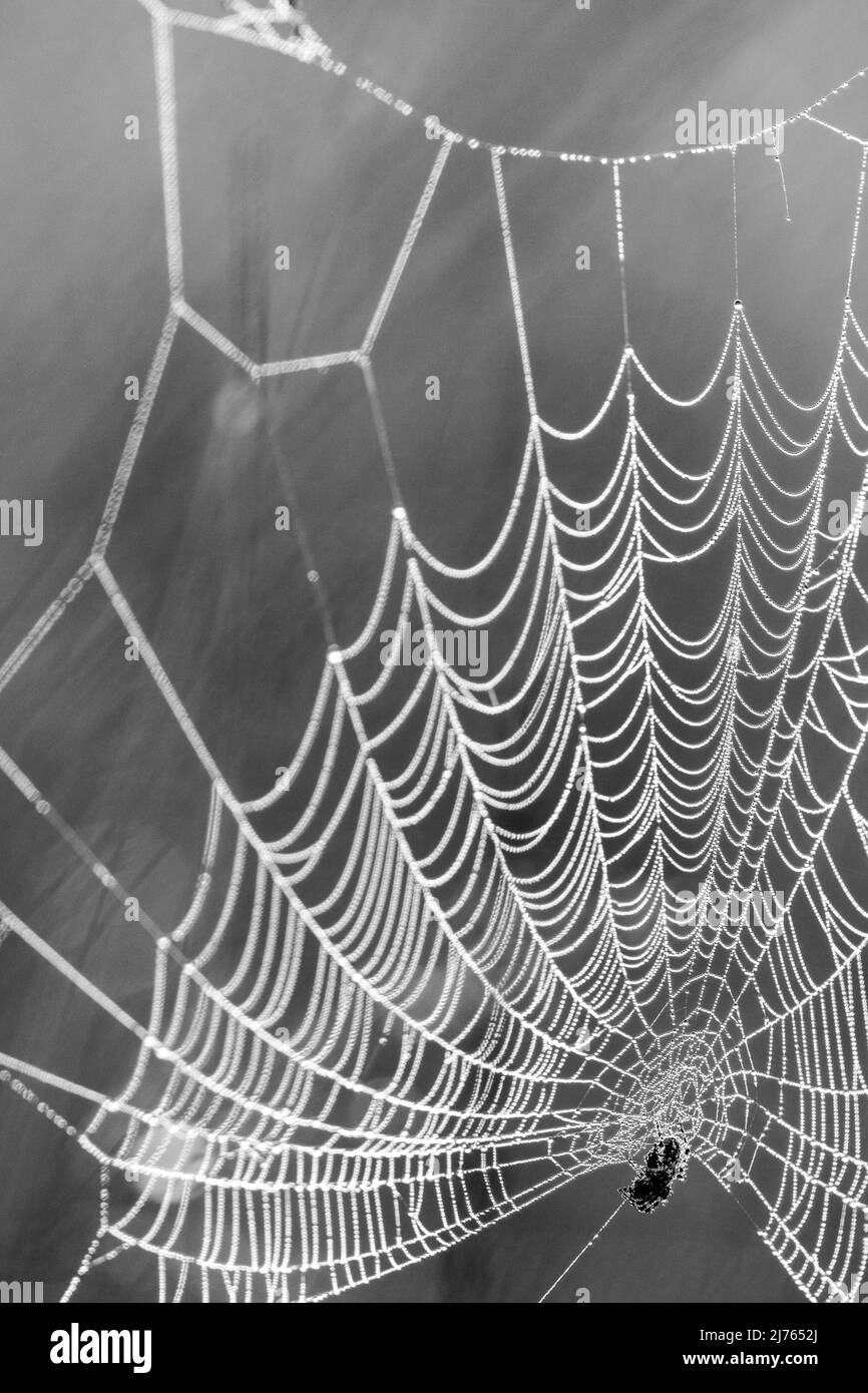 Spinnennetz mit Tautropfen an einem kalten Herbstmorgen im Isarauen, Karwendel Stockfoto