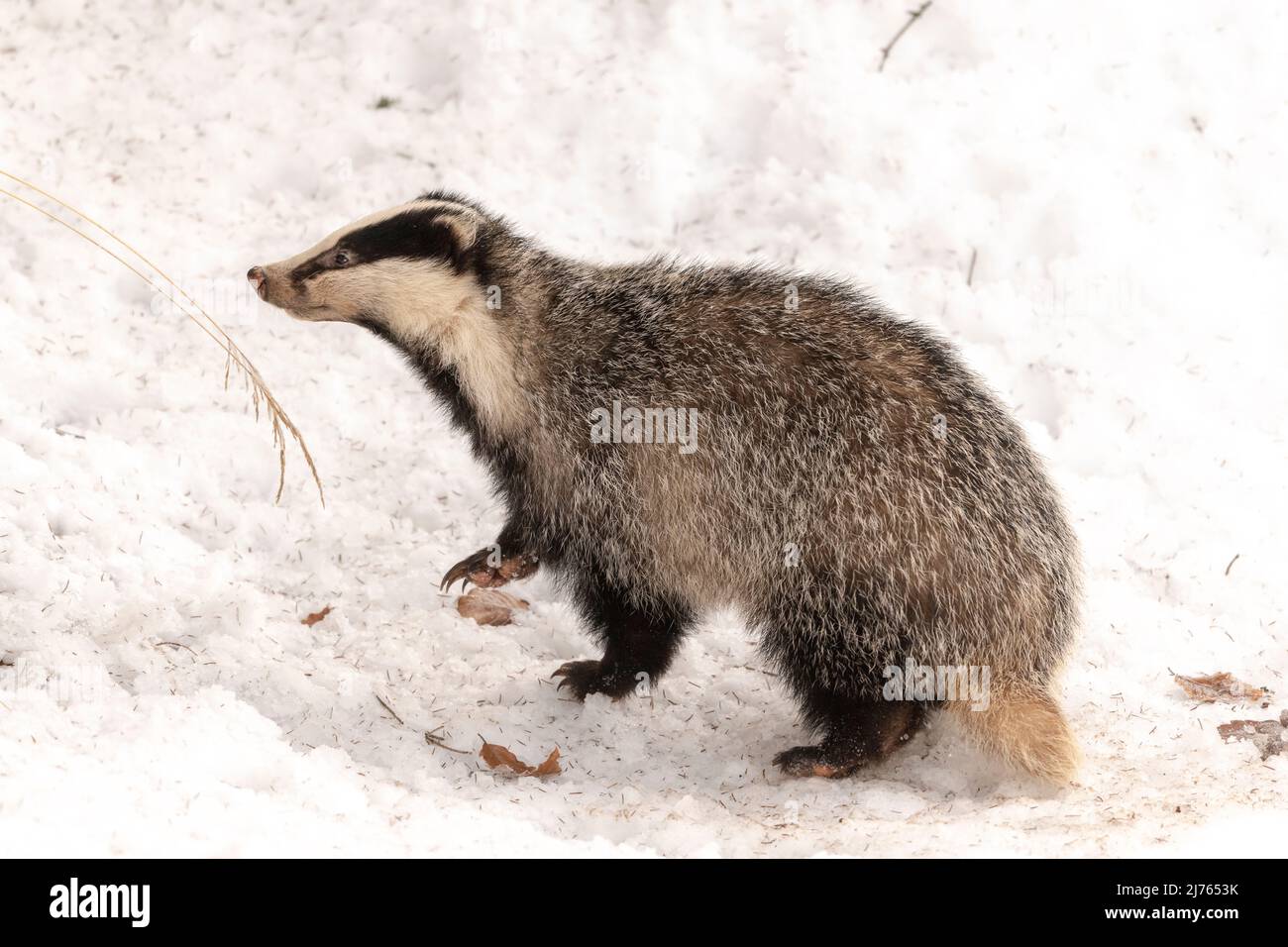 Ein Dachs, der seine Winterruhe unterbrochen hat, im Schnee in der Nähe seines Baus. Stockfoto