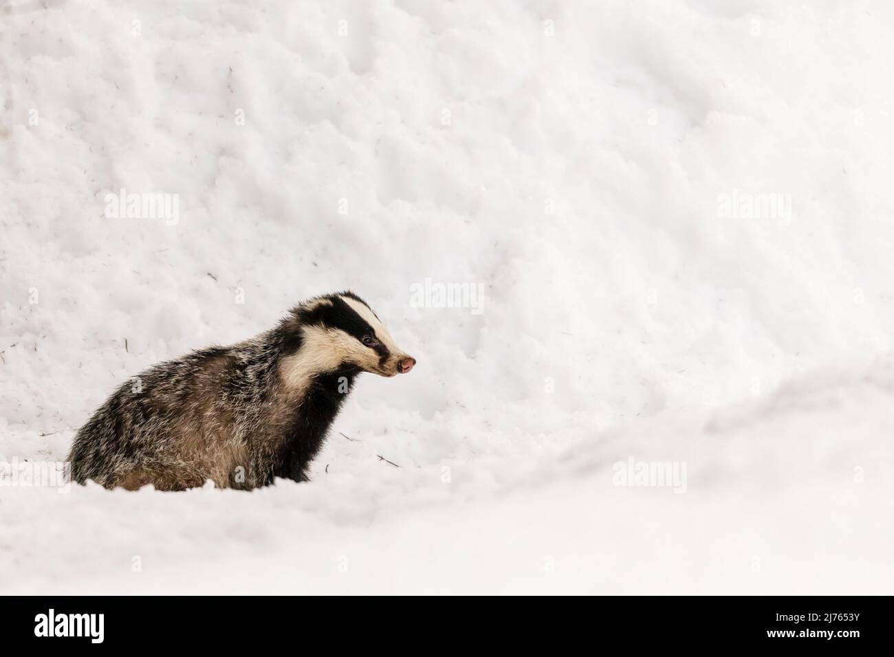 Ein Dachs, der seine Winterruhe unterbrochen hat, im Schnee in der Nähe seines Baus. Stockfoto