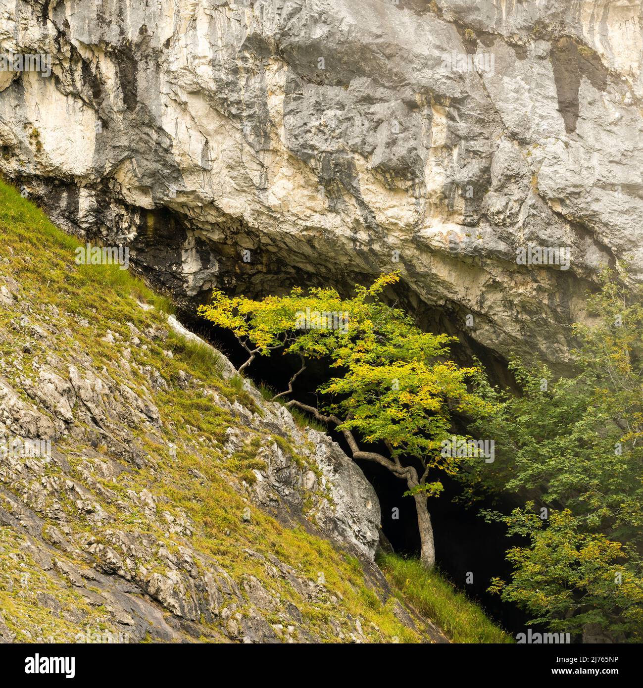 Ahorn vor einer Felsenhöhle im Karwendel auf einer schroffen Bergflanke oder Felswand, schon leicht gefärbtes Laub kündigt den Herbst an. Stockfoto