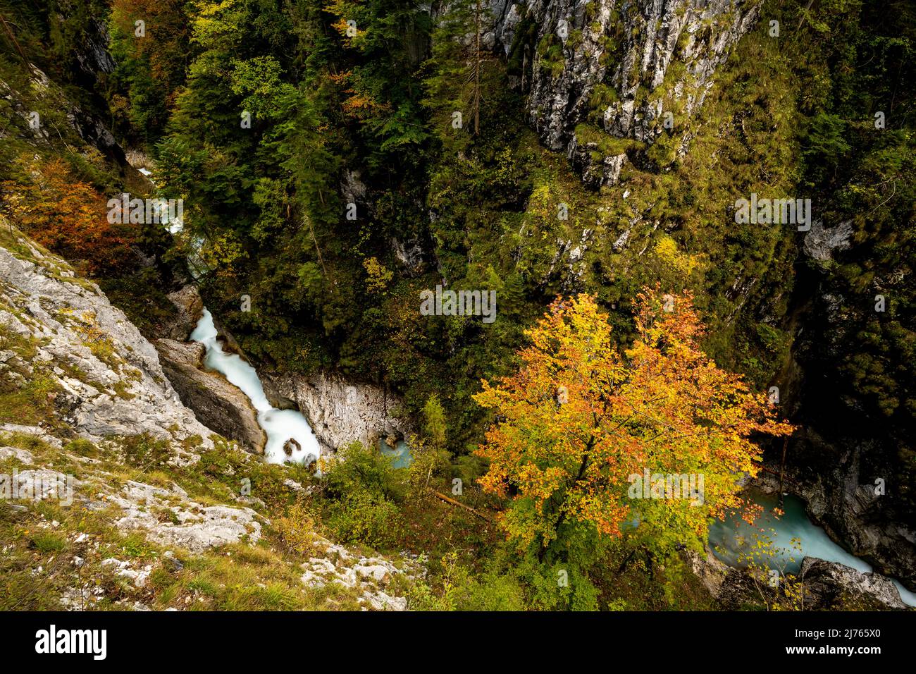 Blick von oben auf die Leutascher oder Mittenwalder Geisterklamm im Grenzgebiet zwischen Deutschland und Österreich im Herbst. Eine bunte Buche steht an den hohen Felswänden. Stockfoto