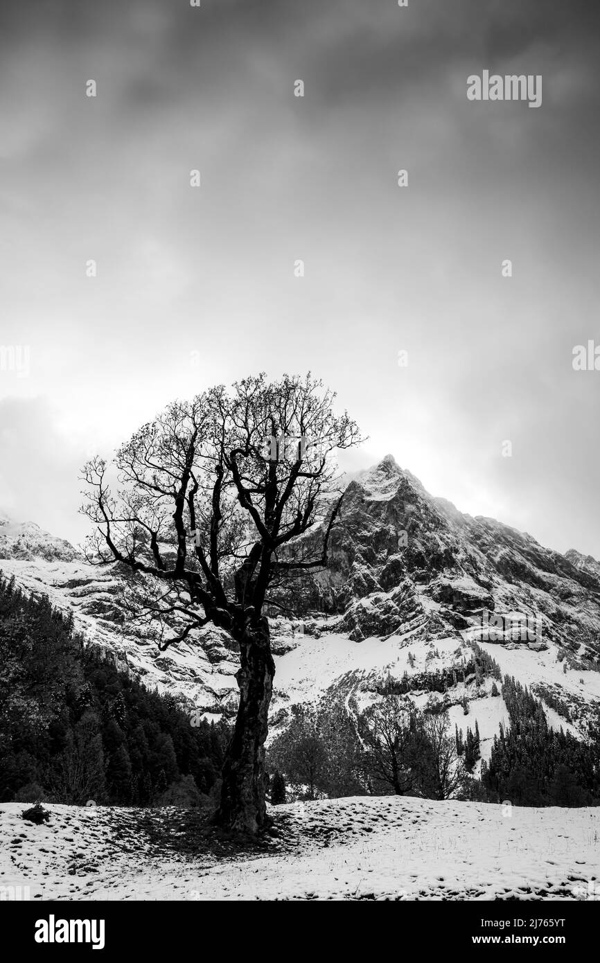 Ein alter Ahorn auf dem großen Ahornboden im sogenannten eng, bei Hinterriss/Tirol mit letzten Herbstblättern und der Spritzkarspitze im Hintergrund in schwarz-weiß mit frischem Schnee. Stockfoto