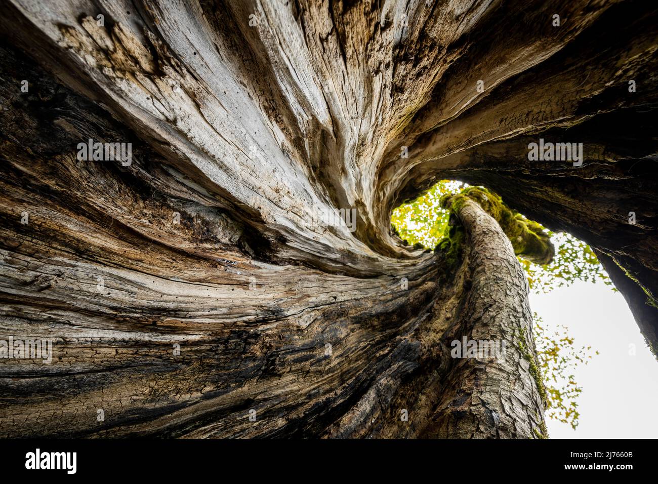 Ein ausgehöhlter alter Ahornbaum am großen Ahornboden im Karwendel, in den Alpen Österreichs, von innen fotografiert. Der verdrehte Stamm windet sich bis zur Baumkrone und zeigt wunderschön die Holzstruktur. Stockfoto