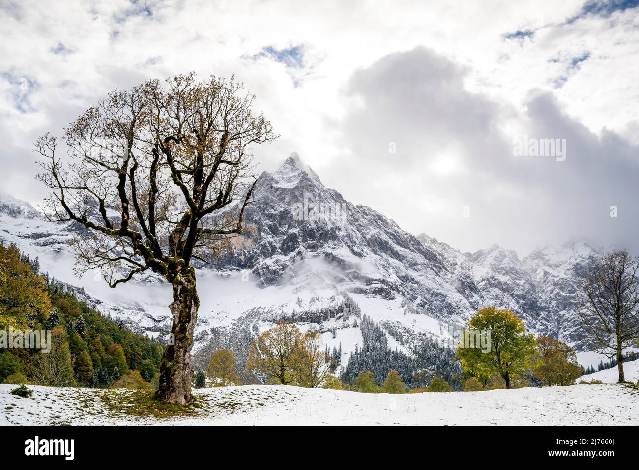 Ein markant alter Ahornbaum auf dem großen Ahornboden im Karwendel bei der Engalm, mit der Spritzkarspitze im Hintergrund. Ein wenig Laub im letzten Herbst hängt noch am Baum, während der erste Neuschnee den Boden bedeckt. Stockfoto