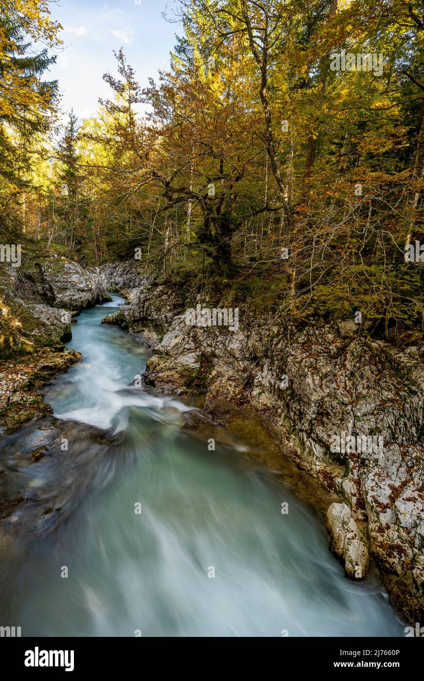 Herbst an der Leutascher oder Mittenwalder Geisterklamm im Grenzgebiet zwischen Deutschland und Österreich. Das Wasser fließt zwischen Felsen und bunt gemischtem Laub in Richtung Mittenwald, durch die Äste sind die schneebedeckten Gipfel des westlichen Karwendels am milden Himmel zu erkennen. Stockfoto