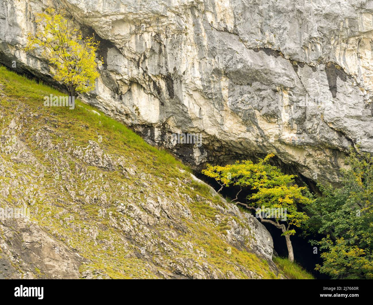 Ahorn vor einer Felsenhöhle im Karwendel auf einer schroffen Bergflanke oder Felswand, schon leicht gefärbtes Laub kündigt den Herbst an. Stockfoto