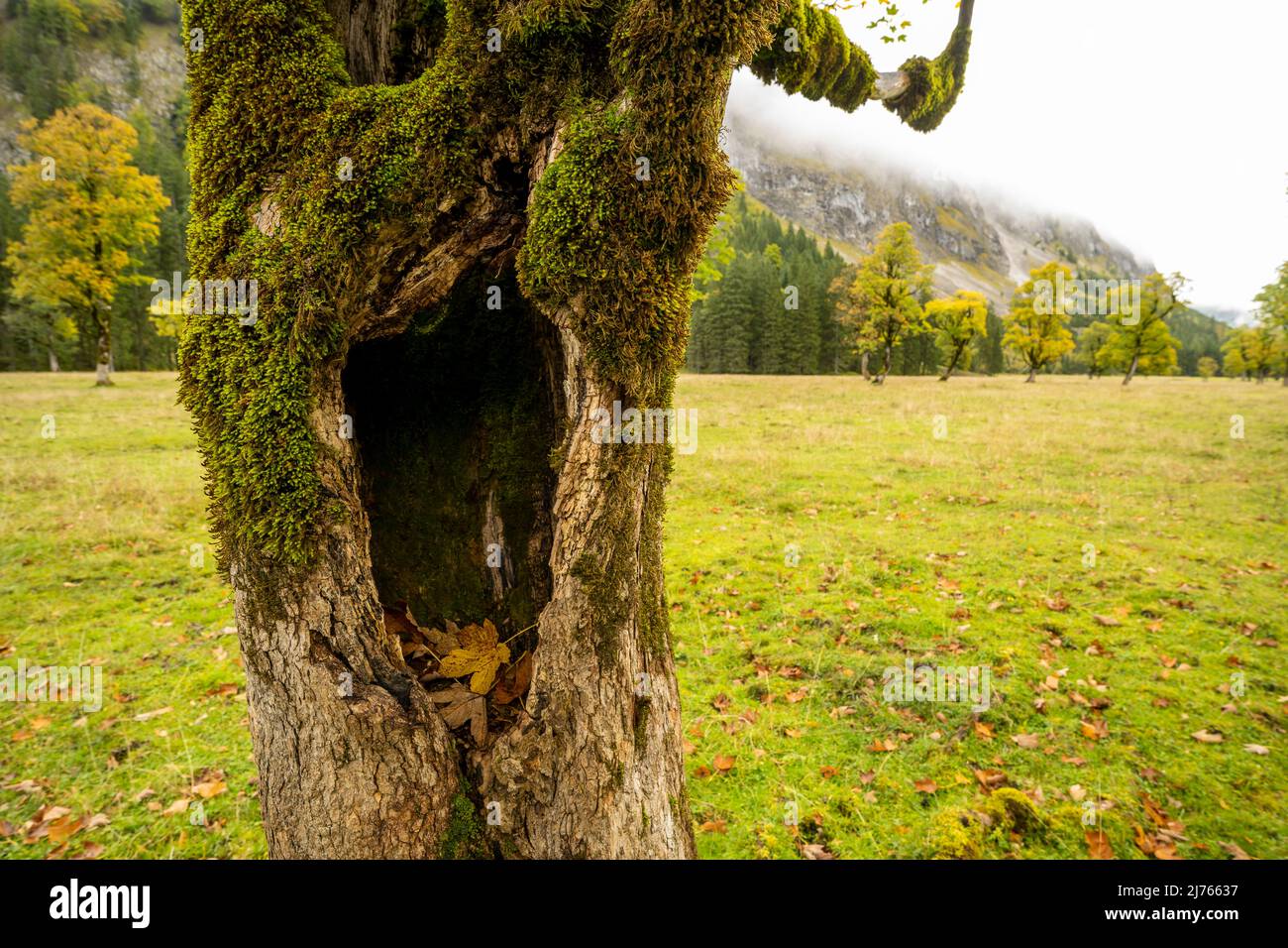Großes Loch auf einem alten Ahornbaum in Karwendel am großen Ahornboden, umgeben von Wiese und Weide. Stockfoto