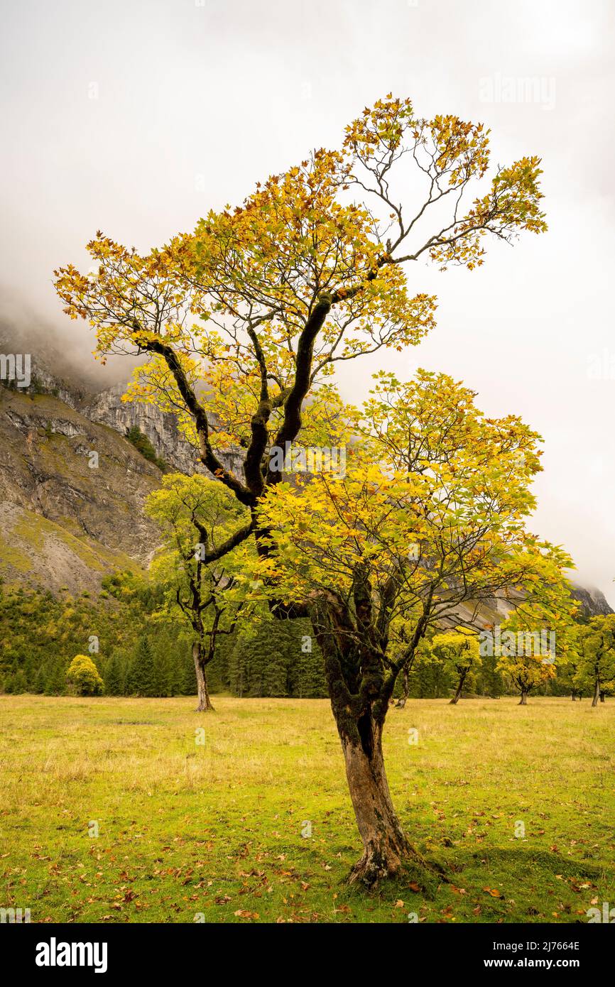 Ein alter, natürlich gewachsener Ahornbaum am großen Ahornboden im Karwendel bei Hinterriss, Tirol / Österreich im Herbst mit bunten Herbstblättern. Stockfoto