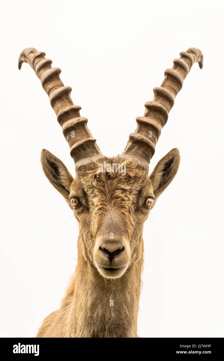 Alpensteinbock in Karwendel im Porträt, Nahaufnahme dieses majestätischen Tieres in freier Wildbahn gegen weißen Himmel. Stockfoto