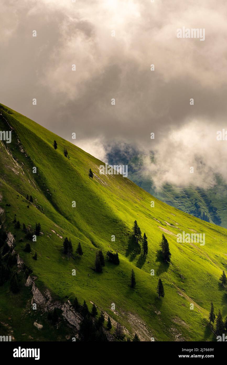 Mittsommer an den Berghängen im Karwendel stehen einzelne Fichten auf den sattgrünen Flanken des Schafreuter, einem beliebten Wanderberg im deutsch-österreichischen Grenzgebiet im Karwendel bei Hinterriss. Dichte Wolken lassen Licht auf die grüne Bergwiese. Stockfoto