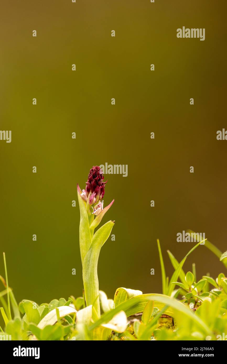 Schwarzkohlblüten (Nigritella nigra9, eine einheimische Orchideenart, die im Karwendelgebirge nachgewiesen wurde. Stockfoto