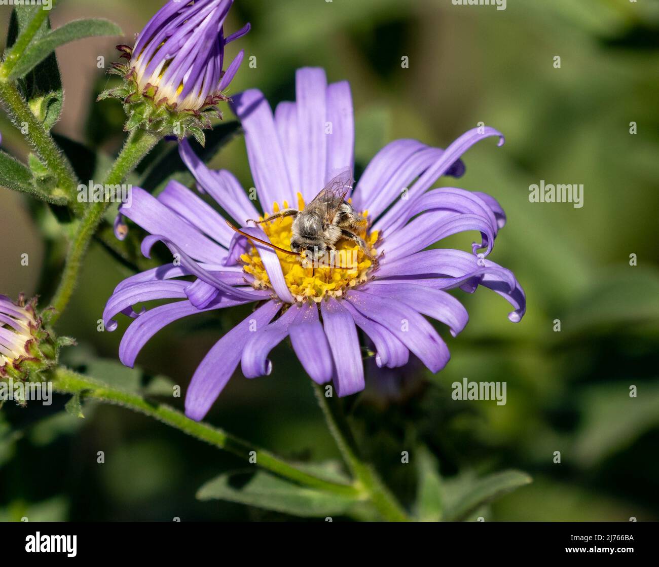 Eine männliche Long Horned Bee mit langen Antennen, die eine violette Asterblume bestäuben. Nahaufnahme. Stockfoto