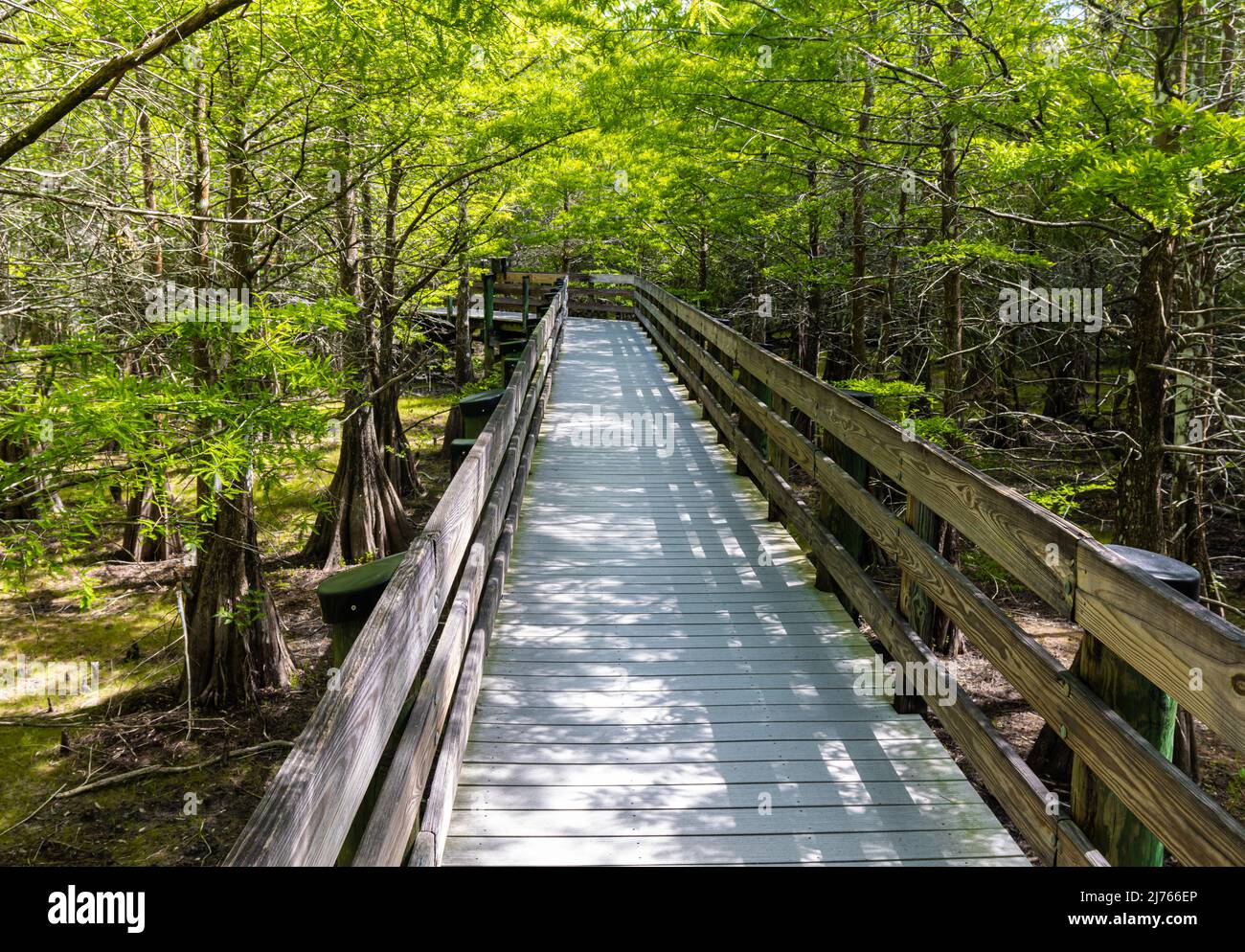 Boardwalk Trail durch den bald Cypress Forest, Six Mile Cypress Slough Preserve, Fort Myers, Florida, USA Stockfoto