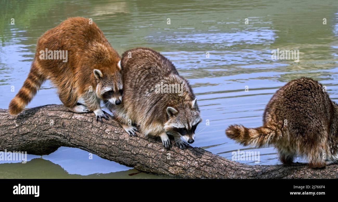 Drei gewöhnliche Waschbären (Procyon lotor), die über gefallenen Baumstamm einen Bach/Bach kreuzten, invasive Arten in Europa, die in Nordamerika heimisch sind Stockfoto
