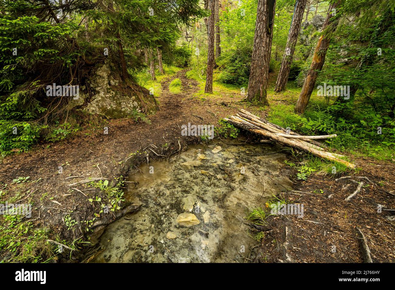 Eine kleine Holzbrücke über einen Bach in Forchet, dem letzten verbliebenen Bergwald im Inntal, bei Haiming. Stockfoto