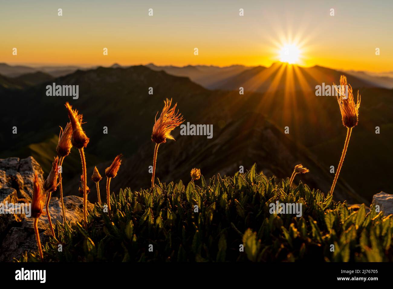 Obsthaufen der Alpenpasquenblume, auch Alpenkuhglocke oder Alpenanemone genannt, beim Sonnenaufgang auf dem Gipfel der Mondscheinspitze in Karwendel. Im Hintergrund ein Sonnenstern des Sonnenaufgangs über den Alpen, in einem strahlend blauen Himmel. Stockfoto
